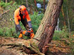 Best Stump Grinding and Removal  in Oakland, MO