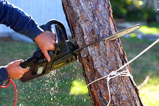 Best Fruit Tree Pruning  in Oakland, MO