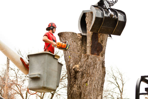 Best Utility Line Clearance  in Oakland, MO